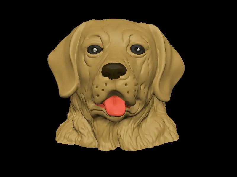 Golden Labrador