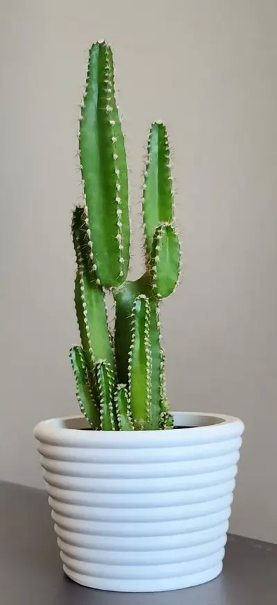 Plant Pot