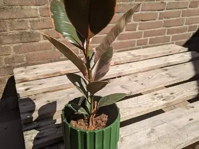 Plant pot