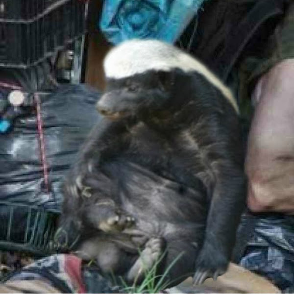 BadgerMilk