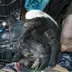 BadgerMilk