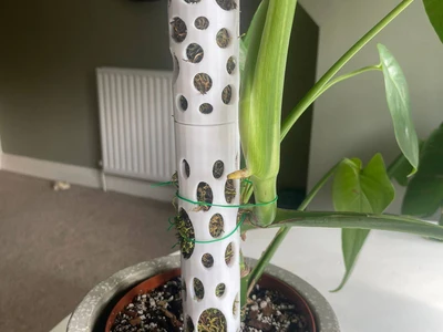 Moss pol & soil spike