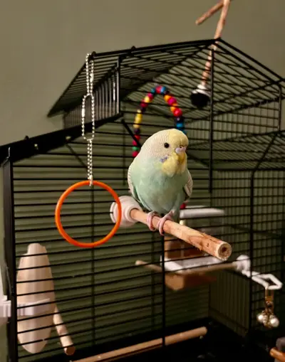 Bird cage stand