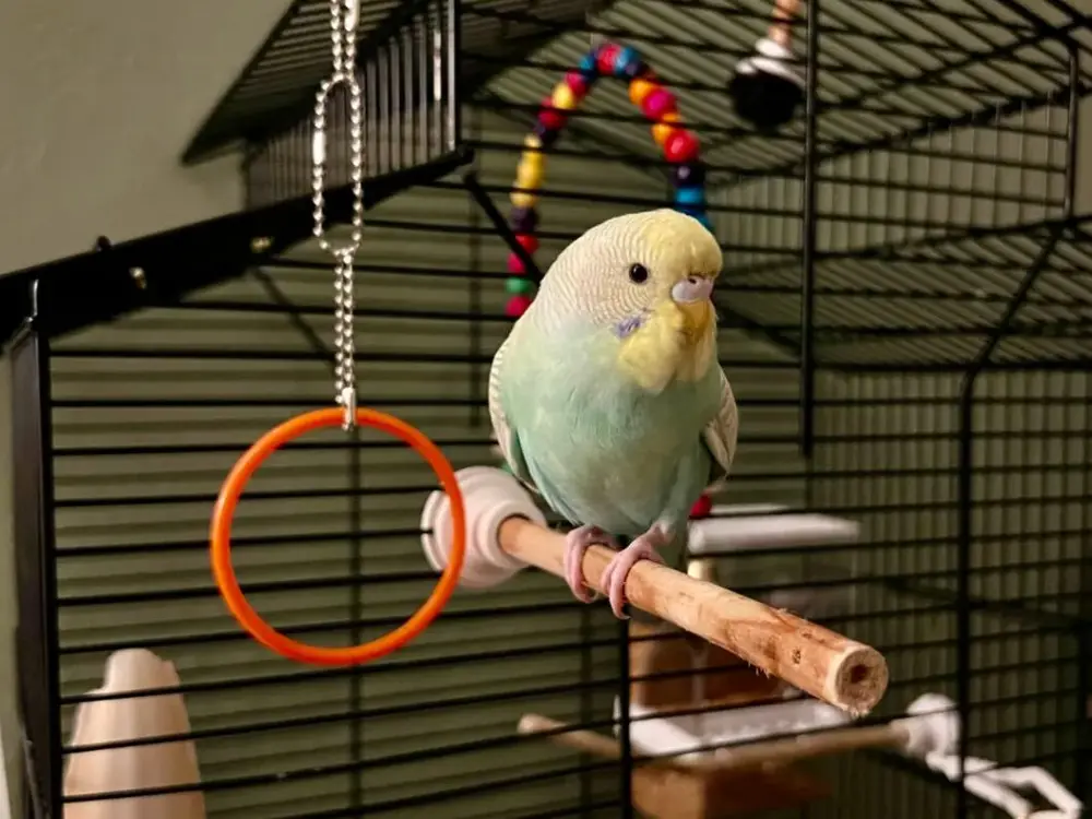 Bird cage stand