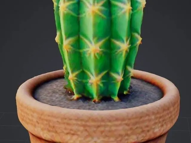 cute cactus