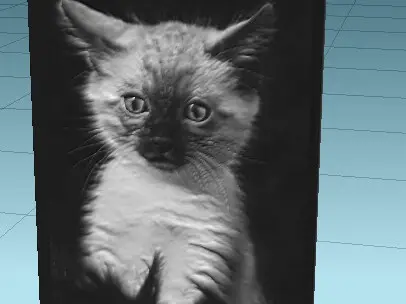 gato miron