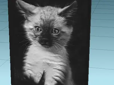 gato miron
