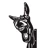 stardonkey