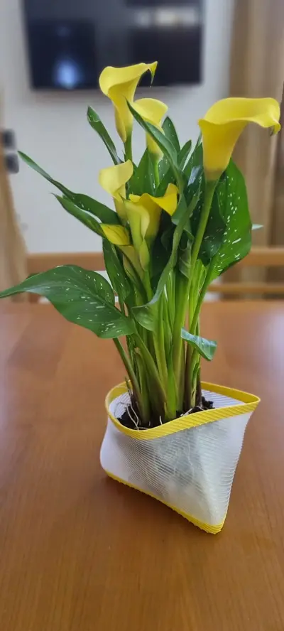 Harmony in a Vase
