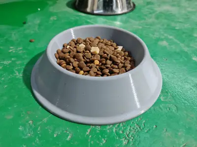 宠物饭盆，狗盆，锚盆