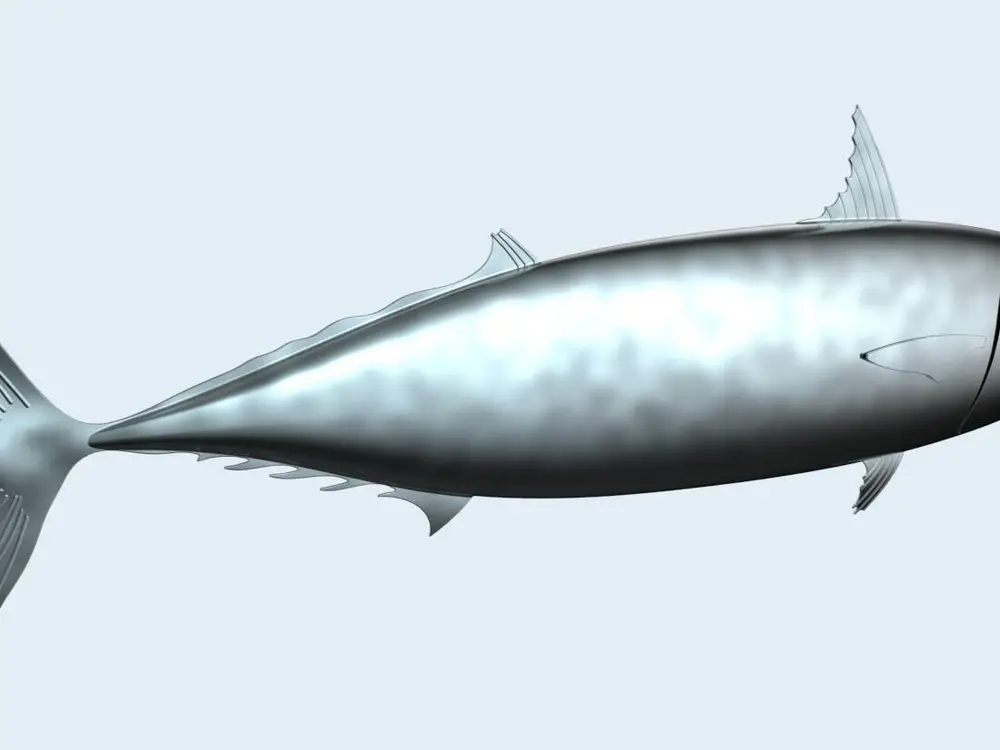 Ikan Tongkol