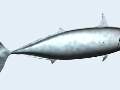 Ikan Tongkol