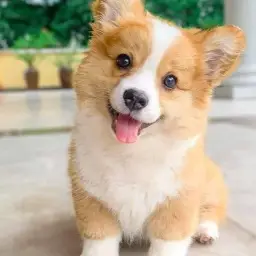 Corgi