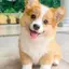 Corgi