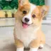 Corgi