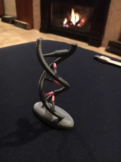 Interactive DNA Model