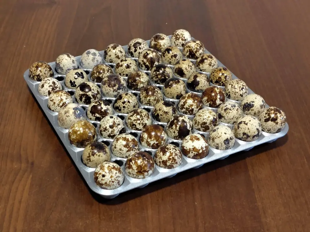 Quail Tray 49 Eggs
