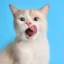 cat-alina