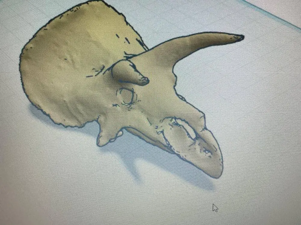 teschio triceratopo