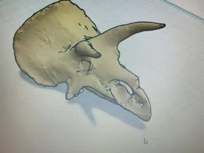teschio triceratopo