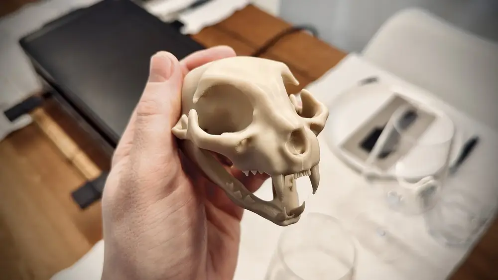 Cat skull
