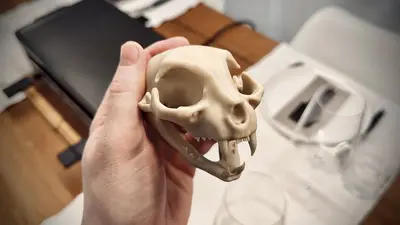 Cat skull
