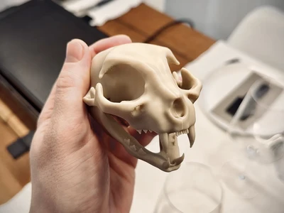 Cat skull