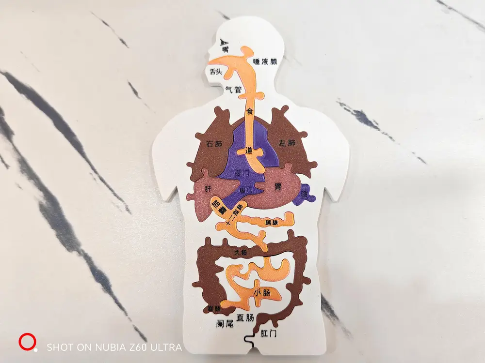 人体消化系统器官教育模型拼图  Human digestive system organ model puzzle