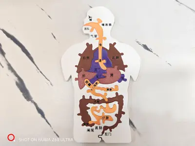 人体消化系统器官教育模型拼图  Human digestive system organ model puzzle