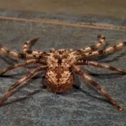 Mark