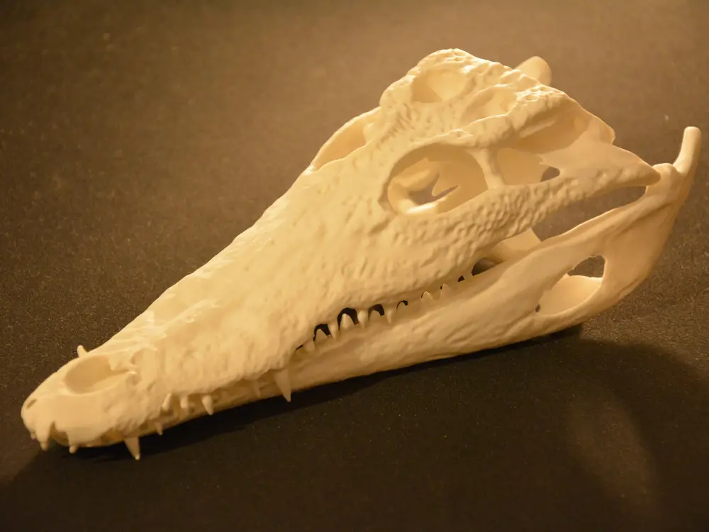 Crocodile Skull | Ultra Realistic