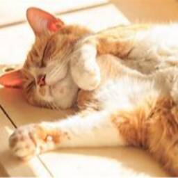wannawow摆烂猫