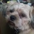 Poppy_646761