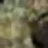 Igorek