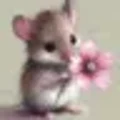 Noisette
