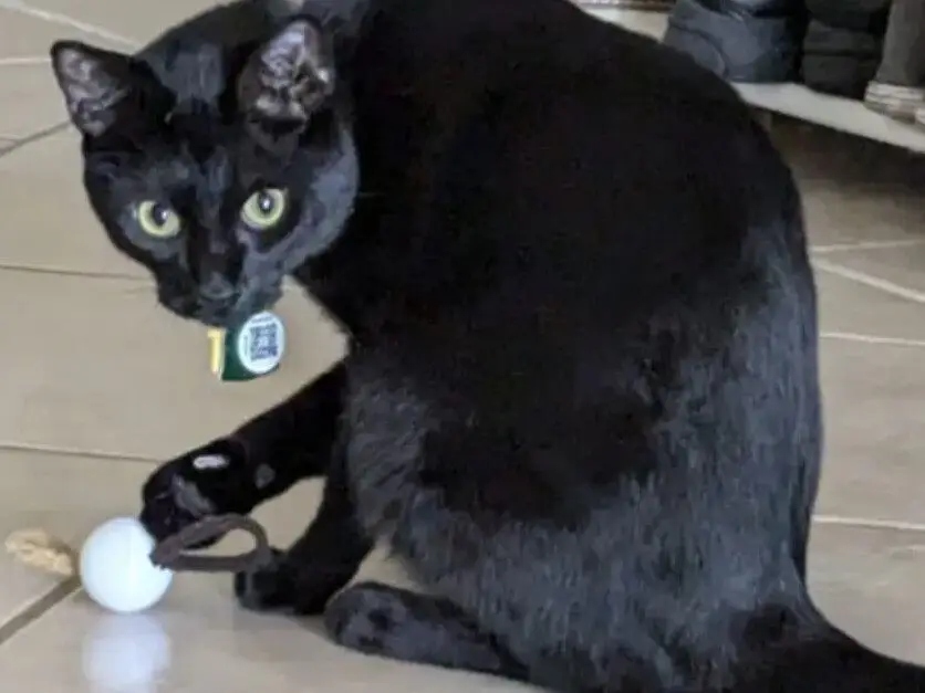 Hair Tie Cat Ball Toy