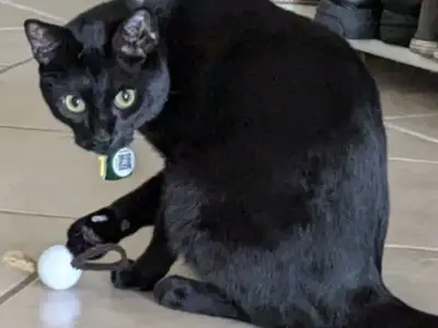 Hair Tie Cat Ball Toy