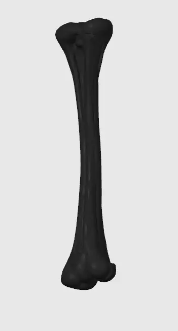 human femur