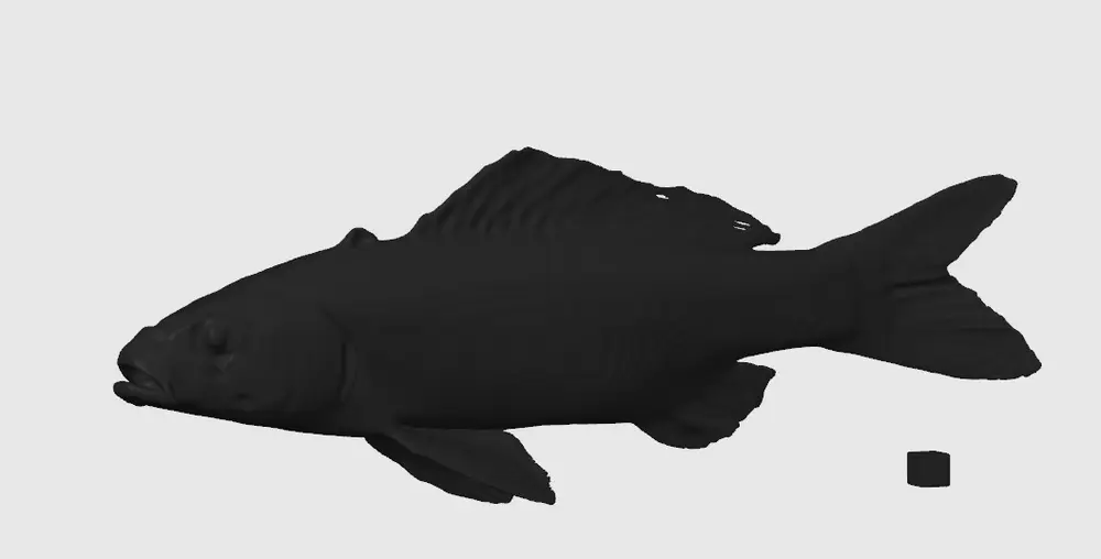 carpa fish 2