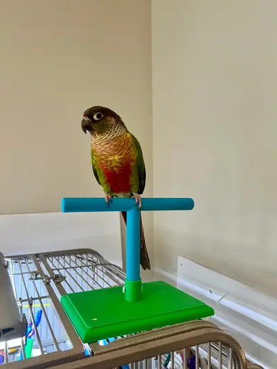 Simple Modular Bird Perch – Easy-to-Print T-Stand