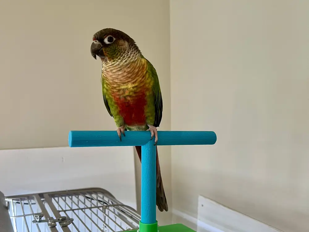 Simple Modular Bird Perch – Easy-to-Print T-Stand