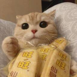 极品男娘