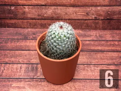 Attractive Modern Cactus Pot