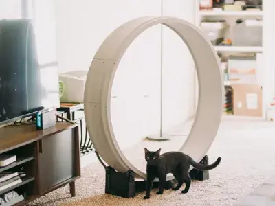 Roda de Exercícios para Gatos