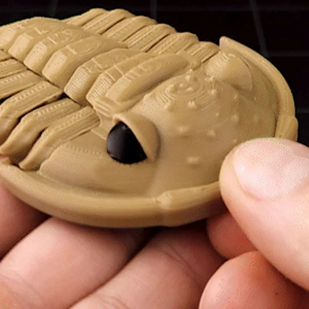 Trilobite Flexiphacops rana