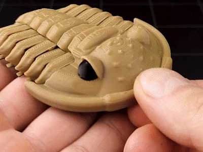 Trilobite Flexiphacops rana