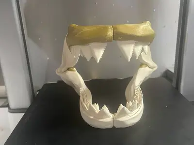 Shark teeth / skull