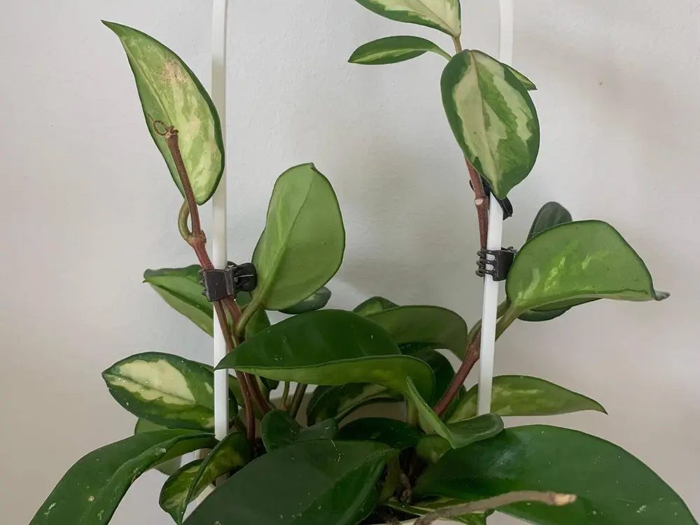 Tutor plantas trepadoras