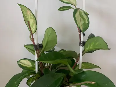 Tutor plantas trepadoras