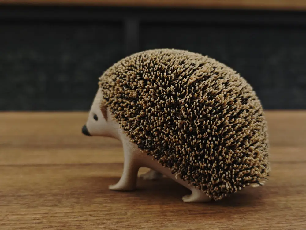 Fluffy Little Hedgehog